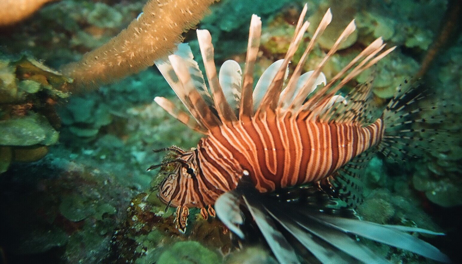 Lionfish (*Pterois volitans*) in a Mexican coral reef